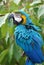 Yelling Blue and Gold Macaw Bird