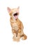 Yelling orange tabby kitten