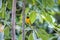 Yelllow bird perched on a tree branch in nature.