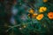 Yelllow camomile or chamomile flower with yellow pollen in macro shot.