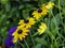 Yelllow flowers of Black-eyed Susan blooming