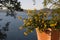 Yelllow flowers on Bracciano lake