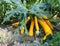 Yelllow ripe zucchini grouwing in the garden