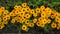 Yelllow rudbeckia flowers