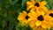 Yelllow rudbeckia flowers
