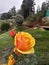 Yello colour rose at rose garden tamilnadu