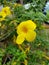 Yello flower from India kerala