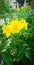 Yello flowers with green background