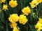 Yello narcisses tulips