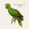 The yelloe crowned amazon parrot. Hand draw sketch vector