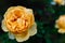 Yelloe rose on blurry dark background. rose day concept