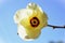 Yellow Abelmoschus Manihot flower in the sun