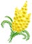 Yellow acacia blossom branch mimosa flower womens day symbol