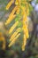 Yellow acacia branch