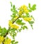 Yellow acacia (Caragana arborescens) branch