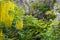 Yellow acacia flowers