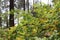 Yellow acacia flowers on the branches of a Bush in the forest bloomed in nature in the spring