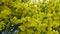 Yellow acacia flowers on branches and twigs in a spring garden.