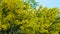 Yellow acacia flowers on branches and twigs in a spring garden against blue sky.