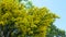 Yellow acacia flowers on branches and twigs in a spring garden against blue sky.