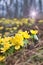 Yellow aconites in spring forest