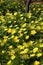 Yellow adonis flowers