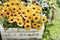 Yellow african daisies