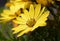 Yellow African daisy flower
