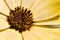 Yellow African daisy or Osteospermum