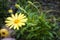 Yellow African daisy with unopened buds