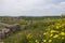 Yellow African daisy wild flowers amongst ruins, Dougga, Tunisia