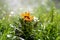 Yellow African Gazania Wildflower