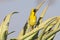 Yellow African  Masked Weaver or Southern Masked Weaver, Ploceus velatus,  breeding male perched on aloe, Western Cape, South