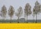 Yellow agricultural spring landscape along the bulb route in Noordoostpolder, Flevoland, Netherlands