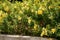 Yellow Alamanda Flowers Allamanda cathartica Blooming in a Tropical Garden