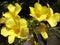 Yellow alamanda flowers that are blooming.