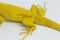 Yellow albino Iguana isolated on a white background