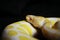 Yellow albino snake at black background