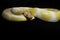 Yellow albino snake at black background