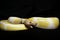 Yellow albino snake at black background