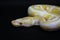 Yellow albino snake on black Background