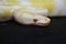 Yellow albino snake on black Background