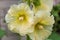 Yellow alcea, hollyhock flowers closeup