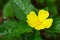 Yellow alder flower