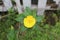 Yellow alder (Turnera ulmifolia) is a perennial wildflower often found growing along roadsides.