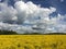 Yellow alfalfa field