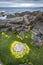 Yellow algae on rocky Nort Irish coastline