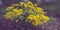 Yellow alissum bush flowers grow in the soil garden