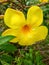 yellow allamanda is blossoming