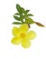 Yellow Allamanda Cathartic flower